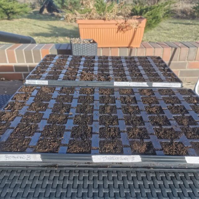 Ciąg dalszy opowieści, że nie samą włóczką człowiek żyje 🧶💕🍀

Zasiałam lawendę, pierwszy raz w życiu. Chciałabym, żeby kwitła natychmiast, jednak będę musiała poczekać na ten zapach do następnego roku 🪻

Oprócz lawendy dosiewam Poziomki (w zeszłym roku z nasionka wyhodowałam piękne krzaczki, które owocowały do jesieni!), tymianek i rozmaryn, seler, bakłażan i podkiełkowaną paprykę romero🍓🌱🌿🍆🌶️

Co jeszcze warto siać na rozsadę na początku marca? 💕

#rozsada #siejemy #nasiona #początekuprawy #wiosnazapasem mójogród